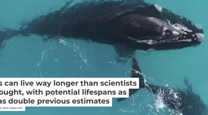 Animals with long lifespans tend to reproduce extremely slowly. Els Vermeulen